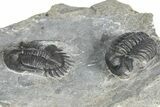 Mrakibina Trilobite - Mrakib, Morocco #363133-3